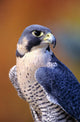 Close up of adult male Peregrine Falcon Wall Mural