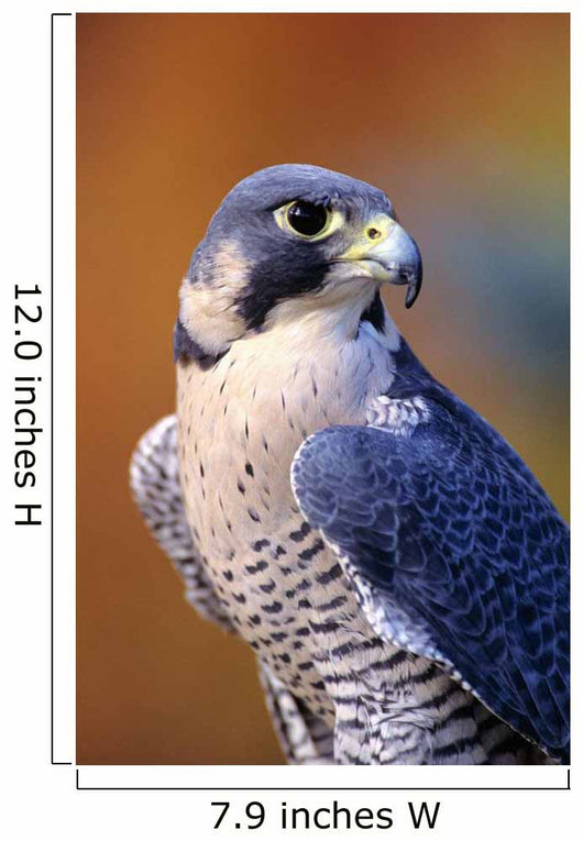 Close up of adult male Peregrine Falcon Wall Mural