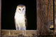 View Of A White Faced Barn Owl Sitting In Window Of Barn Wall Mural