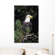 Closeup Of A Bald Eagle In Tree Wall Mural