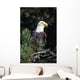 Closeup Of A Bald Eagle In Tree Wall Mural
