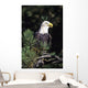 Closeup Of A Bald Eagle In Tree Wall Mural