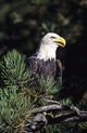 Closeup Of A Bald Eagle In Tree Wall Mural