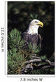 Closeup Of A Bald Eagle In Tree Wall Mural