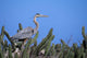 Closeup Of A Great Blue Heron On A Nest In Cactus Wall Mural