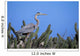 Closeup Of A Great Blue Heron On A Nest In Cactus Wall Mural
