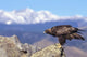 Colorado, Roosevelt National Forest, Golden Eagle Wall Mural