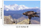 Colorado, Roosevelt National Forest, Golden Eagle Wall Mural