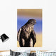 Colorado, Northern Goshawk Wall Mural