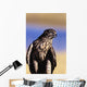 Colorado, Northern Goshawk Wall Mural