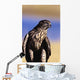 Colorado, Northern Goshawk Wall Mural