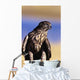 Colorado, Northern Goshawk Wall Mural