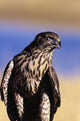 Colorado, Northern Goshawk Wall Mural