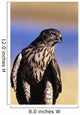 Colorado, Northern Goshawk Wall Mural