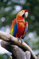 Singapore, Jurang Bird Park, Red Macaw On Branch Wall Mural