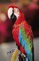 Red Macaw Parrot Closeup Wall Mural