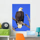 Alaska, Haines Bald Eagle Reserve, Bald Eagle Perched On A Branch Wall Mural