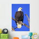 Alaska, Haines Bald Eagle Reserve, Bald Eagle Perched On A Branch Wall Mural