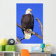Alaska, Haines Bald Eagle Reserve, Bald Eagle Perched On A Branch Wall Mural