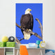 Alaska, Haines Bald Eagle Reserve, Bald Eagle Perched On A Branch Wall Mural