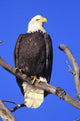 Alaska, Haines Bald Eagle Reserve, Bald Eagle Perched On A Branch Wall Mural