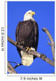 Alaska, Haines Bald Eagle Reserve, Bald Eagle Perched On A Branch Wall Mural