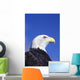Colorado, Front Range, Bald Eagle Headshot Wall Mural