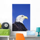 Colorado, Front Range, Bald Eagle Headshot Wall Mural