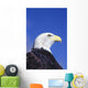 Colorado, Front Range, Bald Eagle Headshot Wall Mural