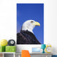 Colorado, Front Range, Bald Eagle Headshot Wall Mural
