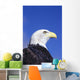 Colorado, Front Range, Bald Eagle Headshot Wall Mural
