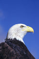 Colorado, Front Range, Bald Eagle Headshot Wall Mural