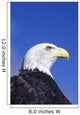 Colorado, Front Range, Bald Eagle Headshot Wall Mural