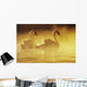 Pair Of African Swans Swimming In Misty Waters, Soft Yellow Lighting Wall Mural