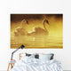 Pair Of African Swans Swimming In Misty Waters, Soft Yellow Lighting Wall Mural