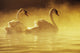 Pair Of African Swans Swimming In Misty Waters, Soft Yellow Lighting Wall Mural