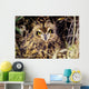 USA, Colorado, Short-Eared Owl Wall Mural