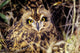 USA, Colorado, Short-Eared Owl Wall Mural