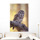 Barred Owl perching on Cottonwood Wall Mural