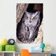 Western Screech Owl in hollow Cottonwood tree Wall Mural