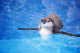 Baby Penguin Floating In Turquoise Water Wall Mural