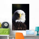 Alaska, Tongass National Forest, Closeup Of Bald Eagle Wall Mural