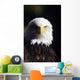 Alaska, Tongass National Forest, Closeup Of Bald Eagle Wall Mural