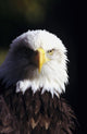 Alaska, Tongass National Forest, Closeup Of Bald Eagle Wall Mural