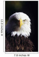 Alaska, Tongass National Forest, Closeup Of Bald Eagle Wall Mural