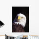 Alaska, Tongass National Forest, Closeup Of Bald Eagle Wall Mural