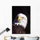 Alaska, Tongass National Forest, Closeup Of Bald Eagle Wall Mural