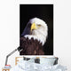 Alaska, Tongass National Forest, Closeup Of Bald Eagle Wall Mural