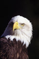 Alaska, Tongass National Forest, Closeup Of Bald Eagle Wall Mural
