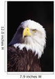 Alaska, Tongass National Forest, Closeup Of Bald Eagle Wall Mural